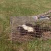 Friendly Critters Rounded Up and "Removed"